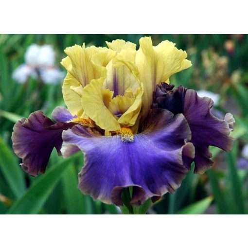 Iris germanica First Avenue