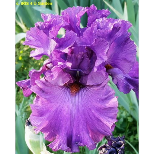 Iris germanica Fit for Royalty