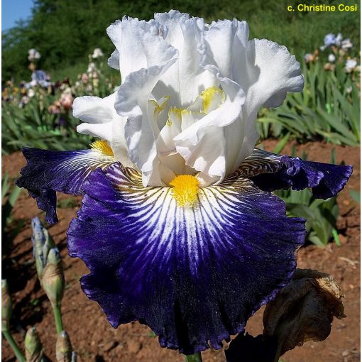 Iris germanica Flash of Light