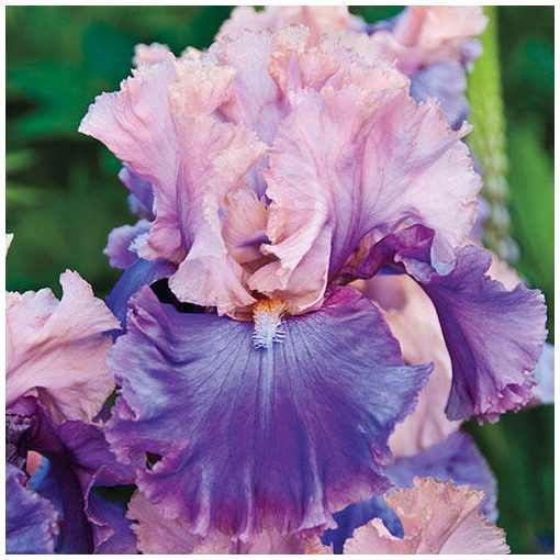 Iris germanica Florentine Silk