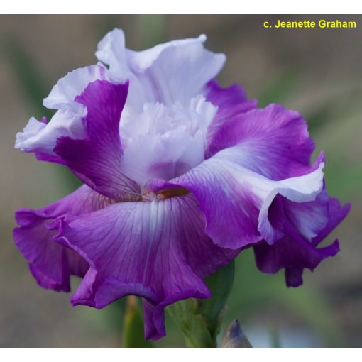 Iris germanica Full Disclosure