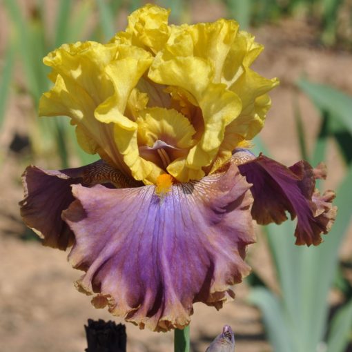 Iris germanica Garden Pleasure