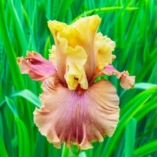 Iris germanica Glamazon