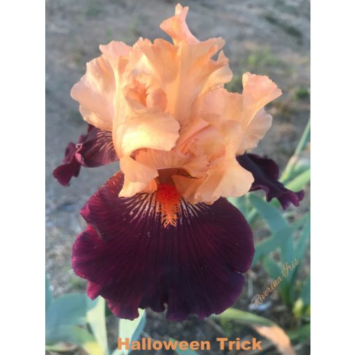 Iris germanica Halloween Trick