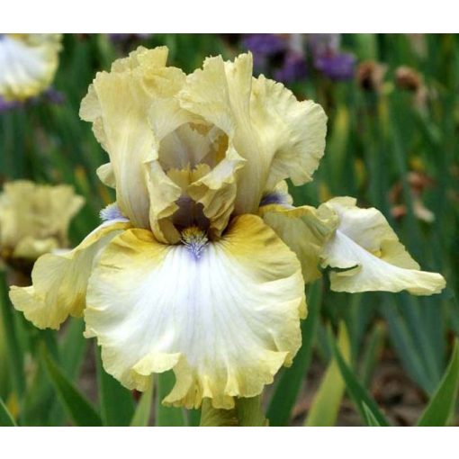 Iris germanica Handmade