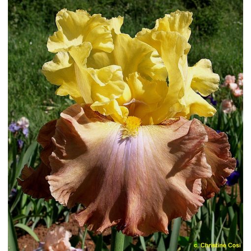 Iris germanica High Chaparral