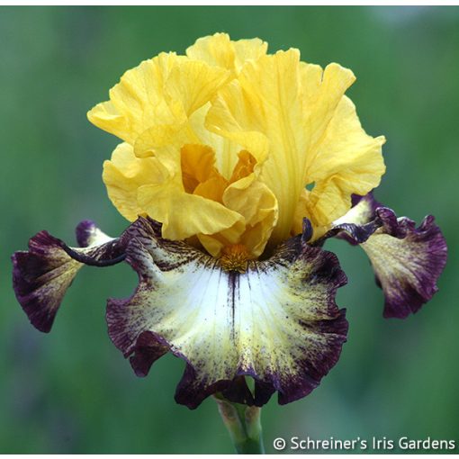 Iris germanica High Dessert