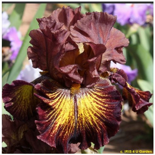 Iris germanica High Octane