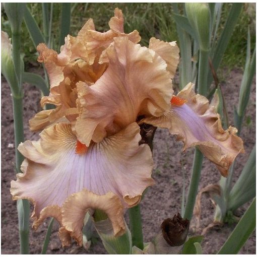 Iris germanica Homebody
