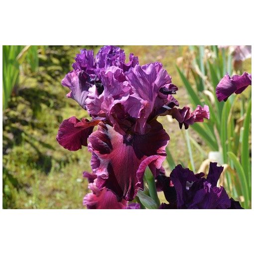 Iris germanica Hornblower