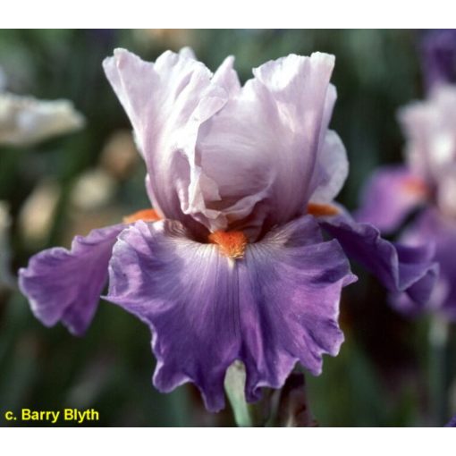 Iris germanica Hot Gossip