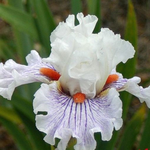 Iris germanica Hysteria