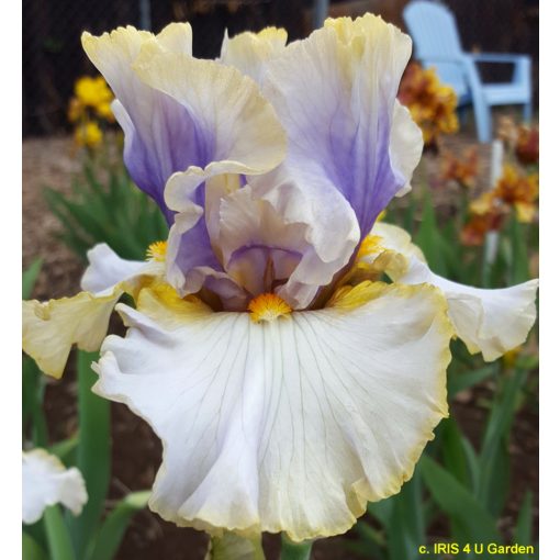Iris germanica Ivory Ghost