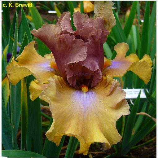 Iris germanica Lady Down Under