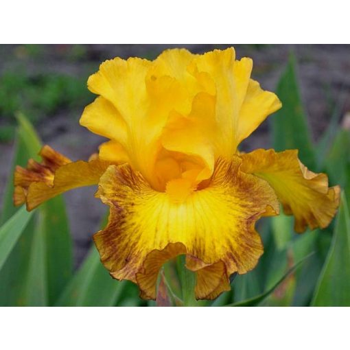 Iris germanica Late Pickings