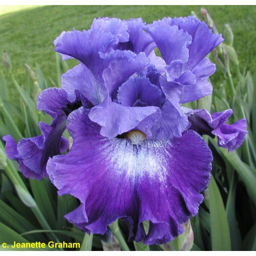 Iris germanica Light and Sahdow