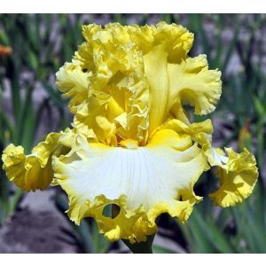 Iris germanica Liquid Sunshine