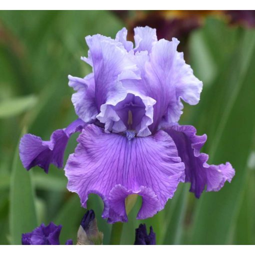 Iris germanica Loopty Loo