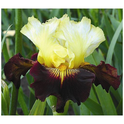 Iris germanica Lording It