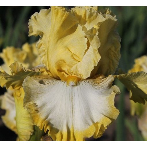 Iris germanica Meadowlark Song
