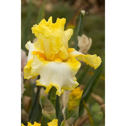 Iris germanica Melody of Spring