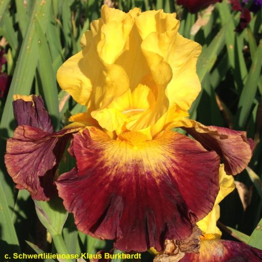 Iris germanica Mercury Rising