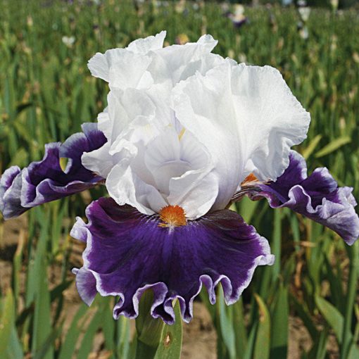 Iris germanica Merry Amigo