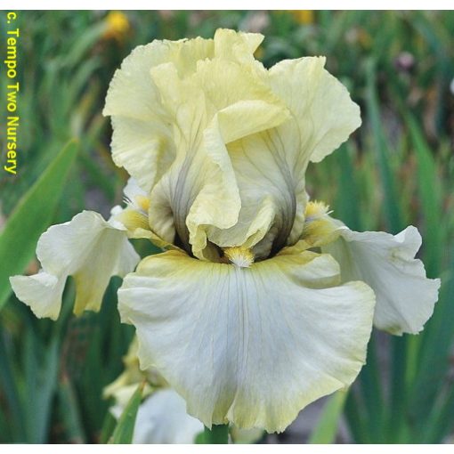Iris germanica Moonlit Avenue