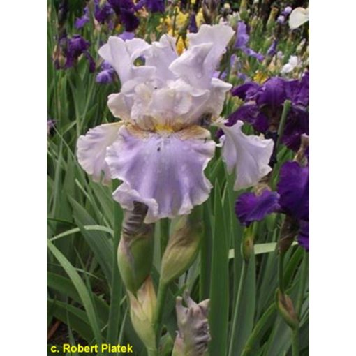 Iris germanica Moonstone