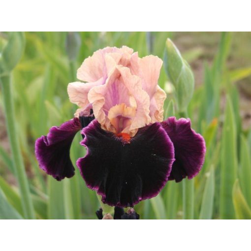 Iris germanica Moroccan Magic