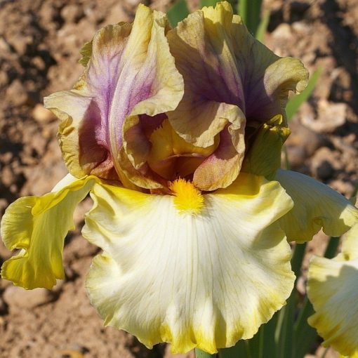 Iris germanica Mysterious Ways
