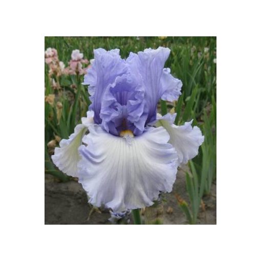 Iris germanica Never Been Kissed