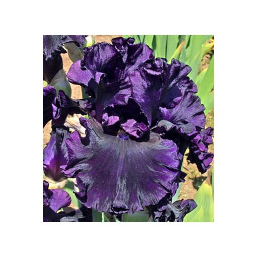 Iris germanica Noble Gesture