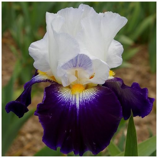 Iris germanica Noctambule