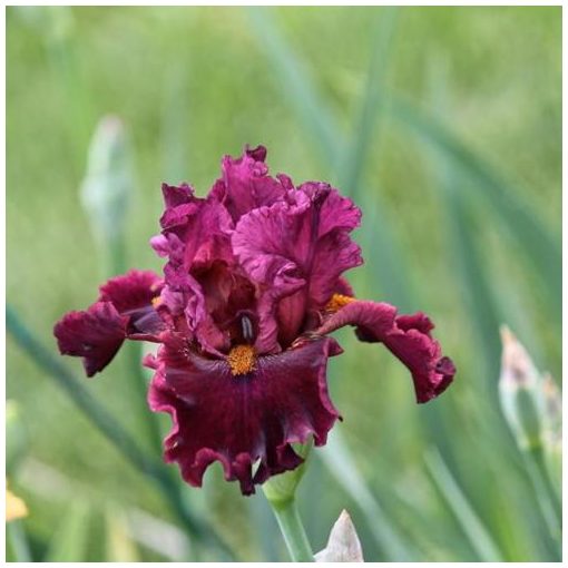 Iris germanica Obsessed