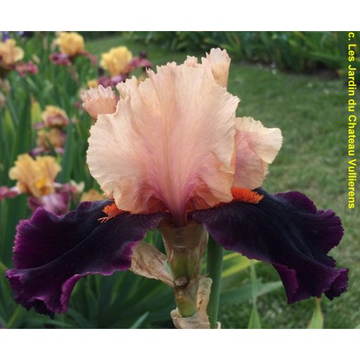 Iris germanica Ocelot