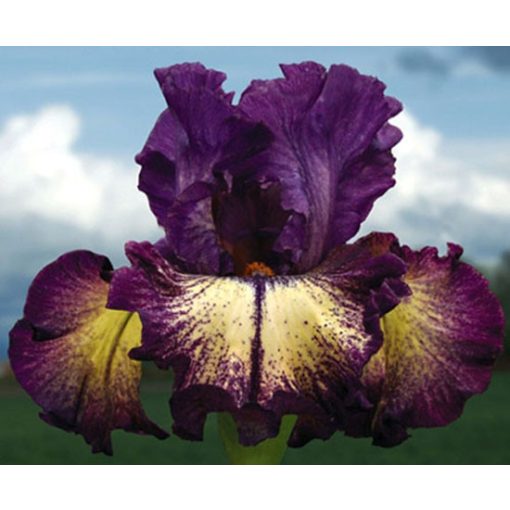 Iris germanica Out of The Dark