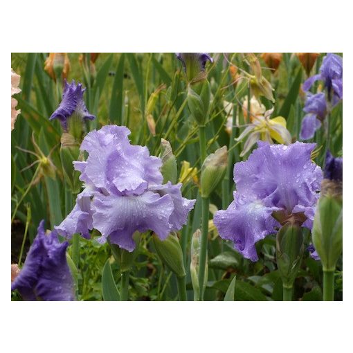Iris germanica Perpetual Joy