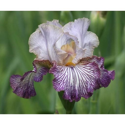 Iris germanica Piccadilly Circus