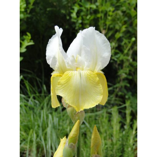 Iris germanica Pinnacle