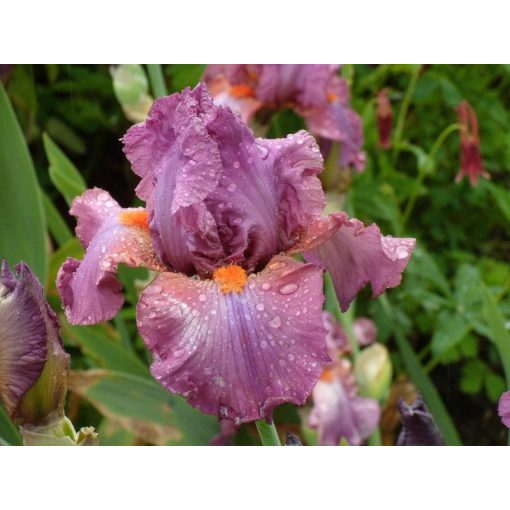 Iris germanica Ravenous