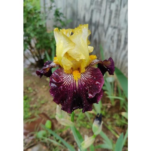Iris germanica Reckless Abandonment