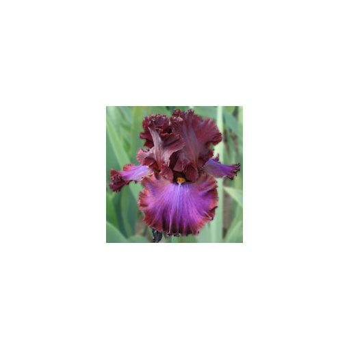 Iris germanica Red Handed