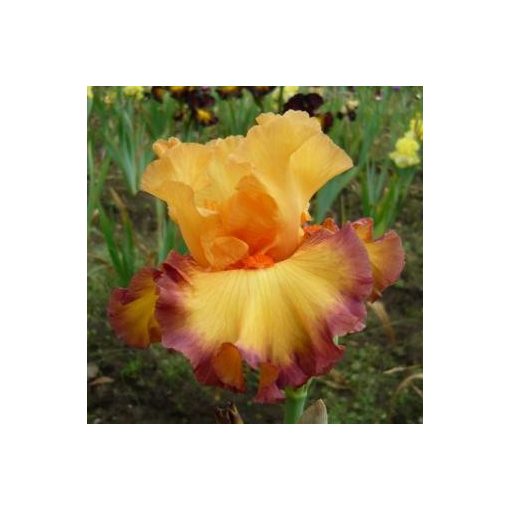 Iris germanica Ringtone