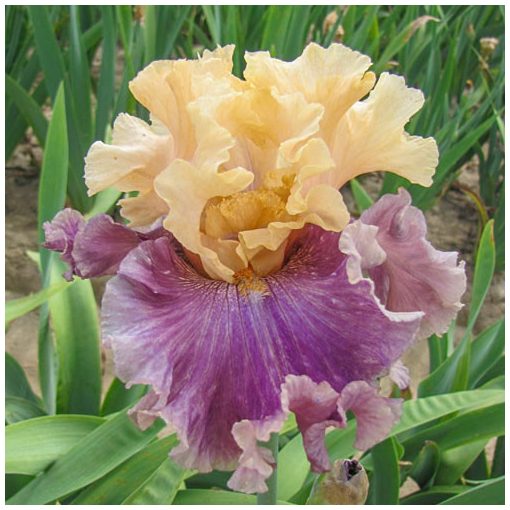 Iris germanica Roaring Twenties