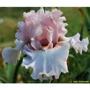 Iris germanica Soft Curves