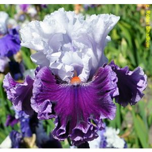 Iris germanica Ten All Round