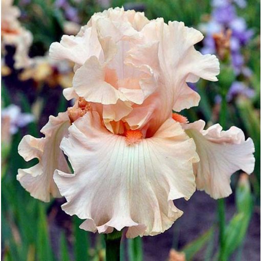 Iris germanica Whisper Her Name