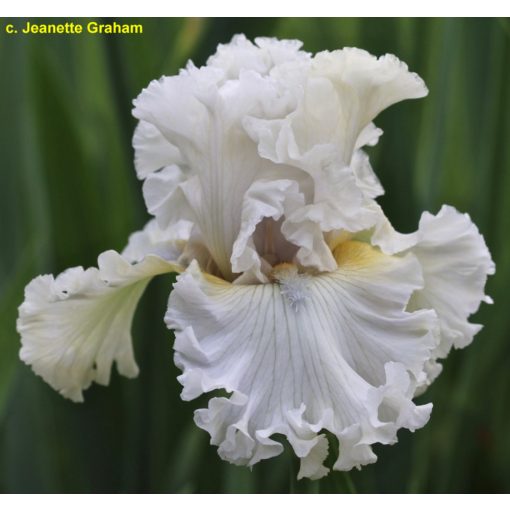 Iris germanica Winters Smile