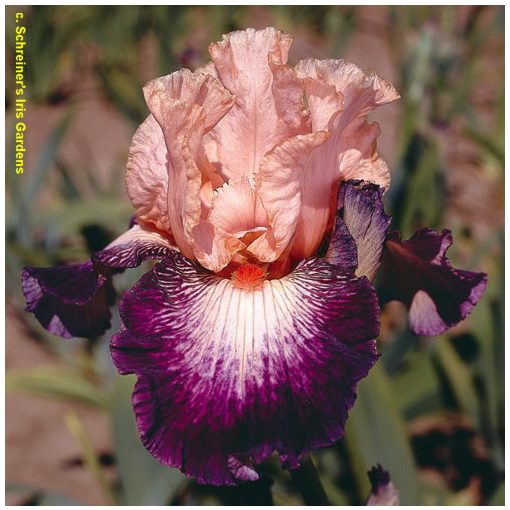 Iris germanica Young At Heart